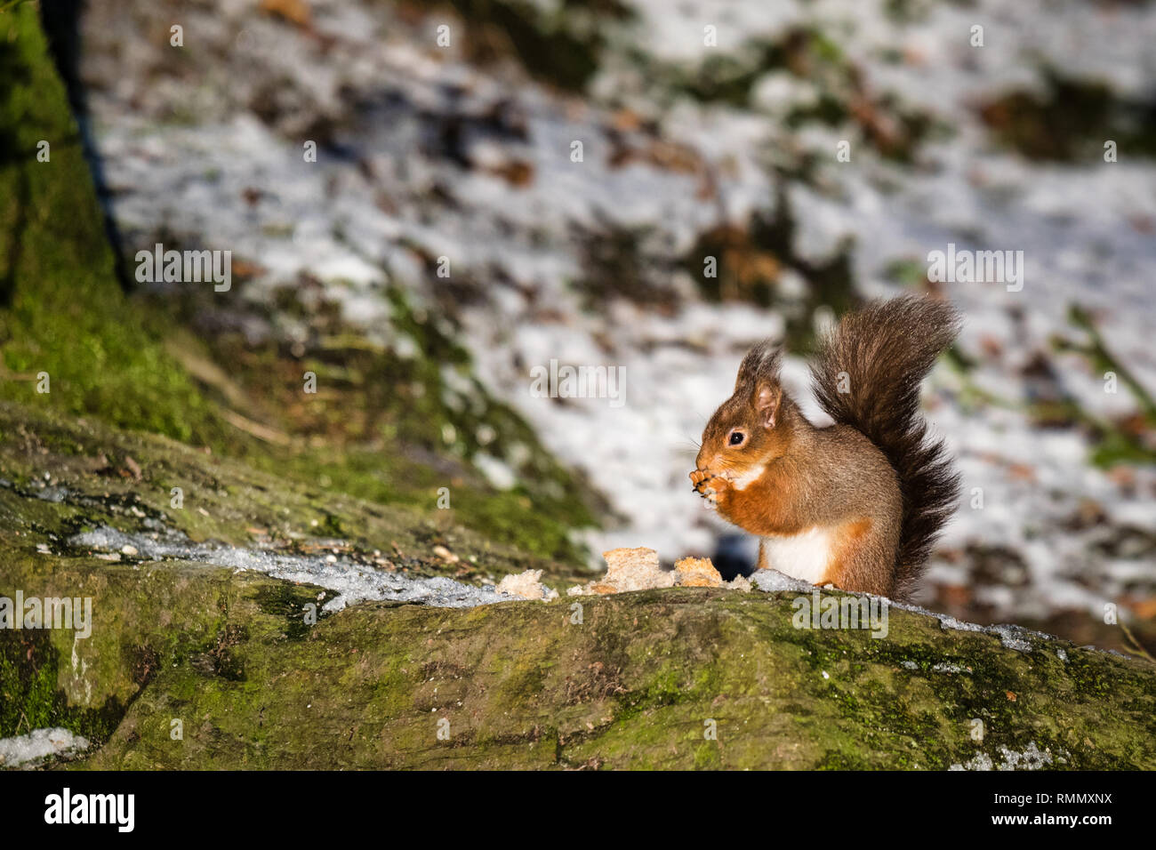Das ist ein Bild von einem Eichhörnchen sitzt auf einem Felsen Essen in einem Wald in Irland Stockfoto