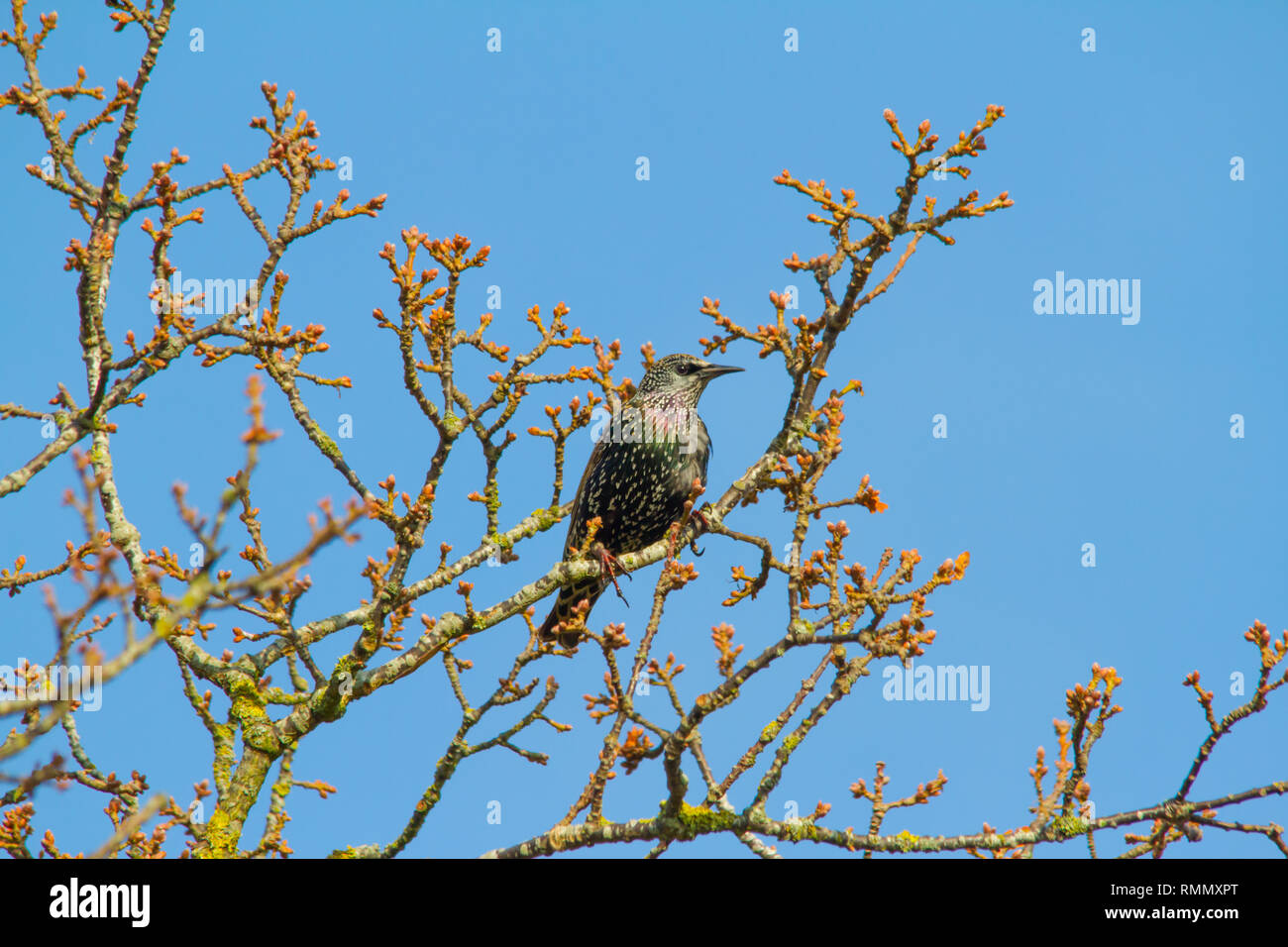 Gemeinsame Star (Sturnus vulgaris), auch als die Europäischen Starling oder nur Starling, in einem Baum mit einem strahlend blauen Himmel thront bekannt. Stockfoto