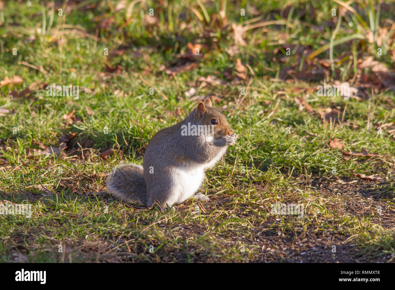 Sciurus carolinensis, Common Name östlichen grauen Eichhörnchen oder graue Eichhörnchen Stockfoto