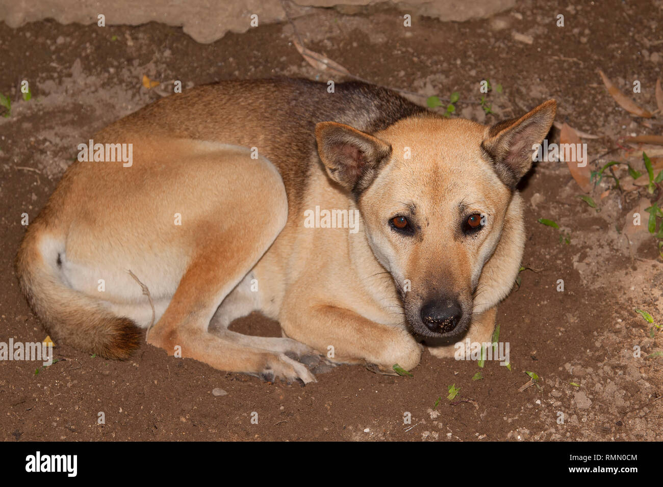 Verängstigten Hund zu Hund Festival in Yulin, Guangxi Provinz, China Stockfoto
