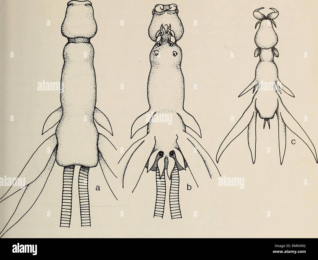 . Annalen der South African Museum = Annale van sterben Suid-Afrikaanse Museum. Natural History. Südafrikanische PARASITÄRE COPEPODA 97. Abb. 19. Lernanthropus ecclesi n. sp. a. Weiblichen in der dorsalen Ansicht; b. Weibliche in ventrale Ansicht; c. Männliche in dorsalansicht. Seta an der Basis der exopod. Endopod von 1 Segment, wobei einzelne Terminal Wirbelsäule. 3 Beine lamellare, uniramous, viel kürzer als 4 Beine. Letztere biramous, innere Ramus etwas länger als die äußeren, sowohl lamellare mit langen spitz Apex. 5 Bein von einzelnen Lamelle, Dorsal nicht sichtbar. Kaudale Rami ähnlich, die in der Form den 5 Beinen. o*. Etwas mehr als die Länge Stockfoto