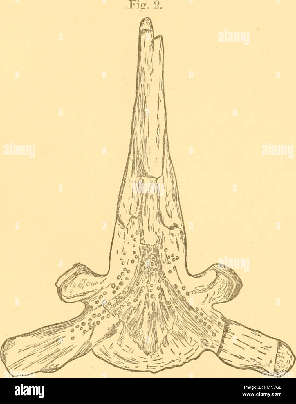 . Die Annalen und Magazin der Naturgeschichte, Zoologie, Botanik und Geologie. Natural History; Zoologie; Botanik; Geologie. Parasphenoi würde einer Palceoniscoid. 425 Tal whicli trennt es von der vorderen seitlichen Prozess von jeder Seite. Dieses Tal führt nach aussen und nach hinten auf den hinteren Flansch - wie side-Prozess, wo sich verflacht und verschwindet. Jetzt kommen auf die Prüfung der erhaltenen Teil der Welle, finden wir, dass es weist eine nahezu ebene Fläche, mit Posterior eine "eher stärker in den Vordergrund und besitzt zahlreiche gut definierten denticle - wie kribbelt, beste in dargestellt. Stockfoto