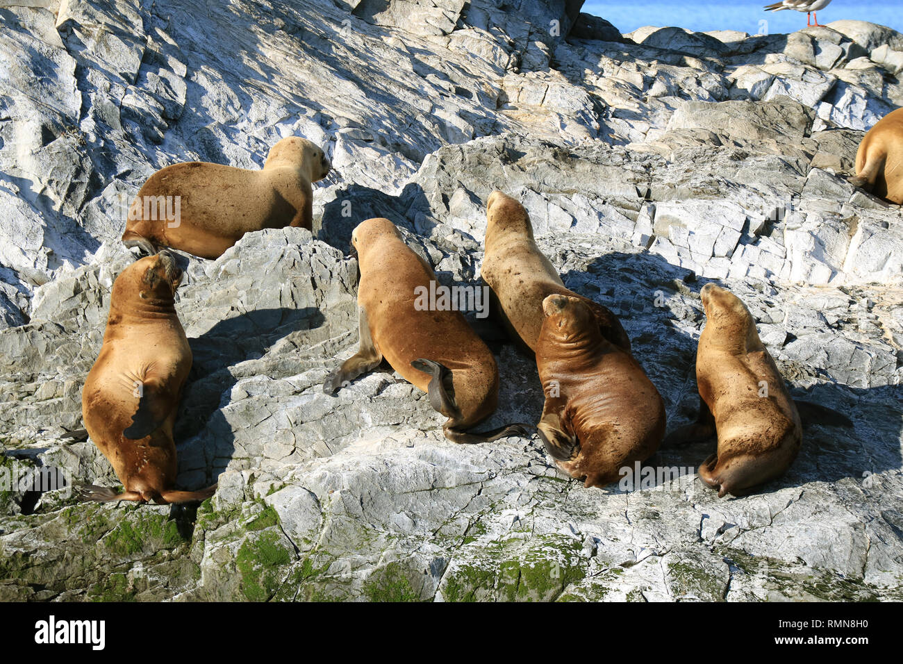 Gruppe von Seelöwen Sonnenbaden auf der felsigen Insel Beagle Kanal, Ushuaia, Patagonien, Argentinien Stockfoto