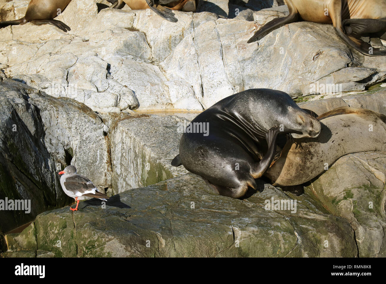 Sea Lion napping auf der felsigen Insel Neben mit einer Möwe, Beagle Kanal, Ushuaia, Patagonien, Argentinien Stockfoto