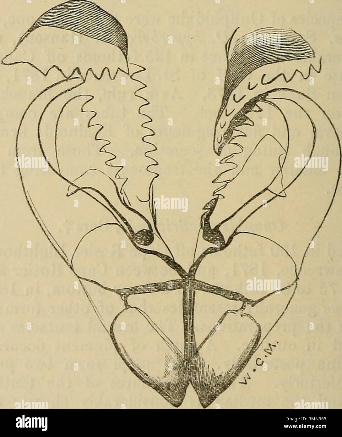 . Die Annalen und Magazin der Naturgeschichte, Zoologie, Botanik und Geologie. 150 Prof. M/Intosh's Notizen aus der der Körper ist auffallend mit Pigment, welches wahrscheinlich Braun war während des Lebens rötlich Gebänderte, eine Bar, die dorsal in der middje der einzelnen Segmente, die in der Regel mit einer dunkleren Fleck in der Mitte. Das erste Segment ist etwas schmaler als der Erfolg, und trägt zwei subulate ten-tacular cirri an der anterioren Grenze. Rüssel. - Der ganze Apparat vergleichsweise kurz ist, blass grau in Hue, mit charakteristischen schwarz-braunen Linien gekennzeichnet. Die maxillse (Holzschnitt, Abb. 4) Sind remarkab Stockfoto