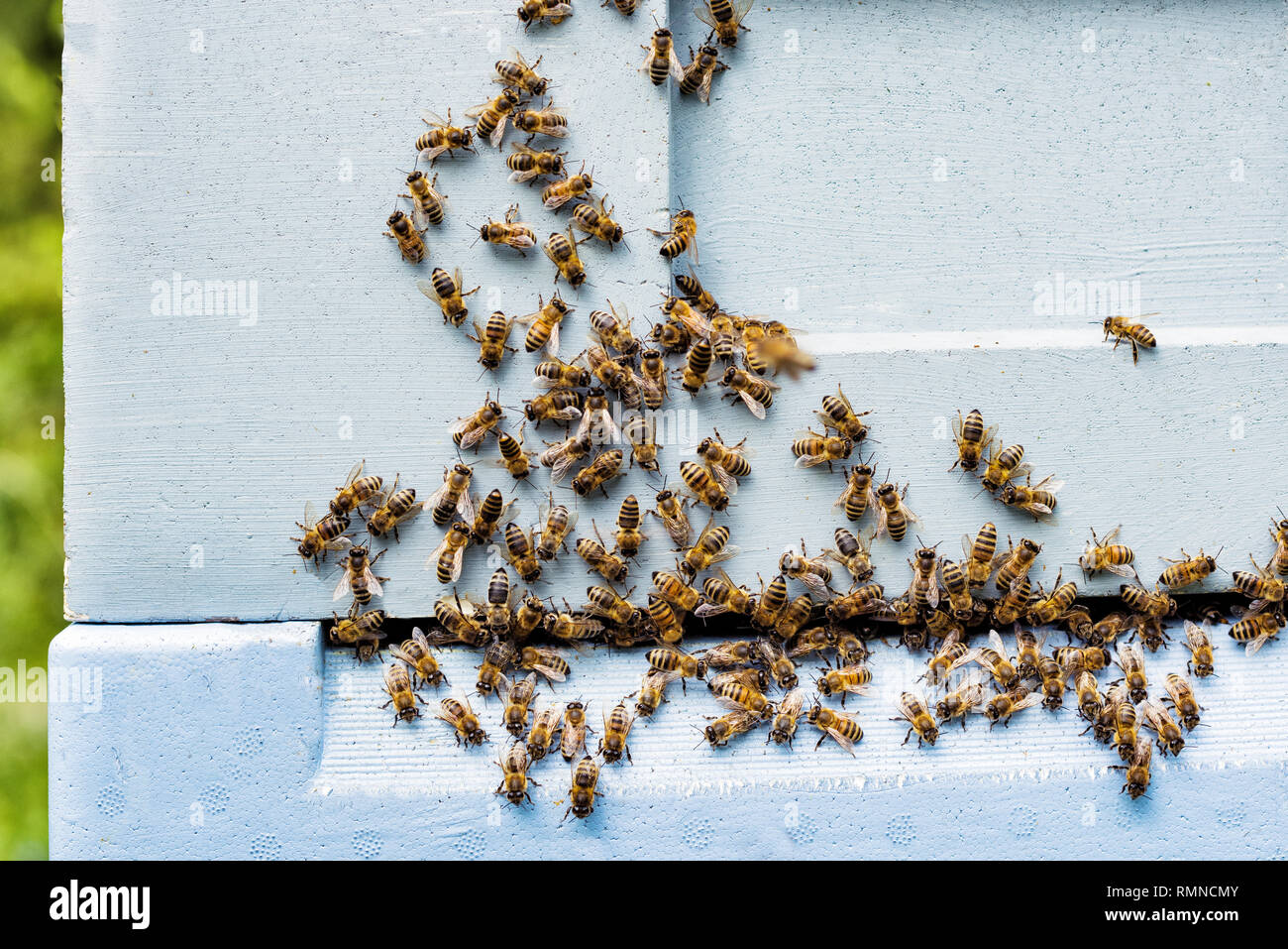 Bienen im Bienenstock Stockfoto