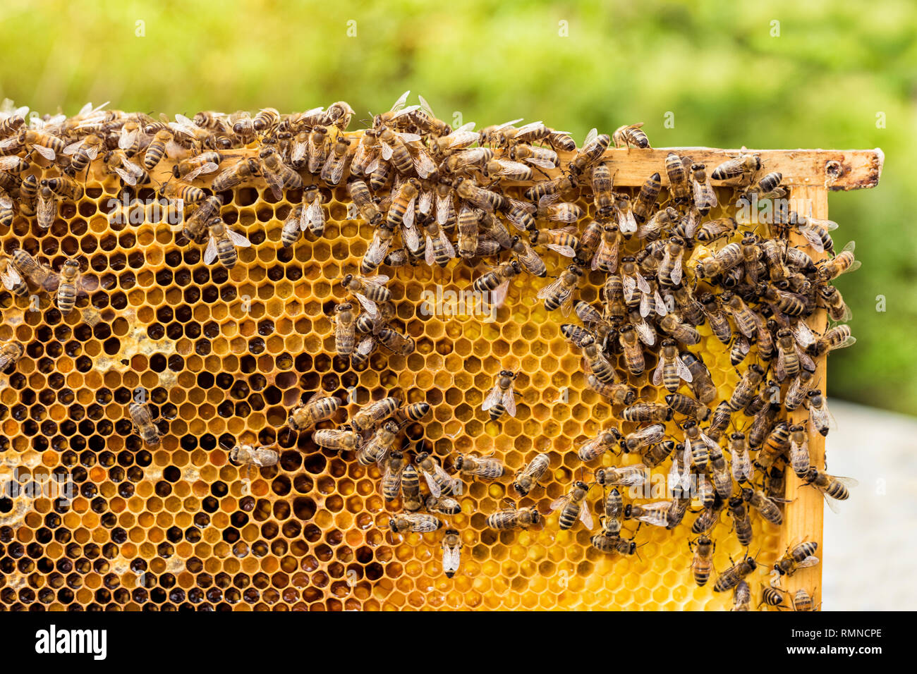 Bienen auf Honigwabe Stockfoto