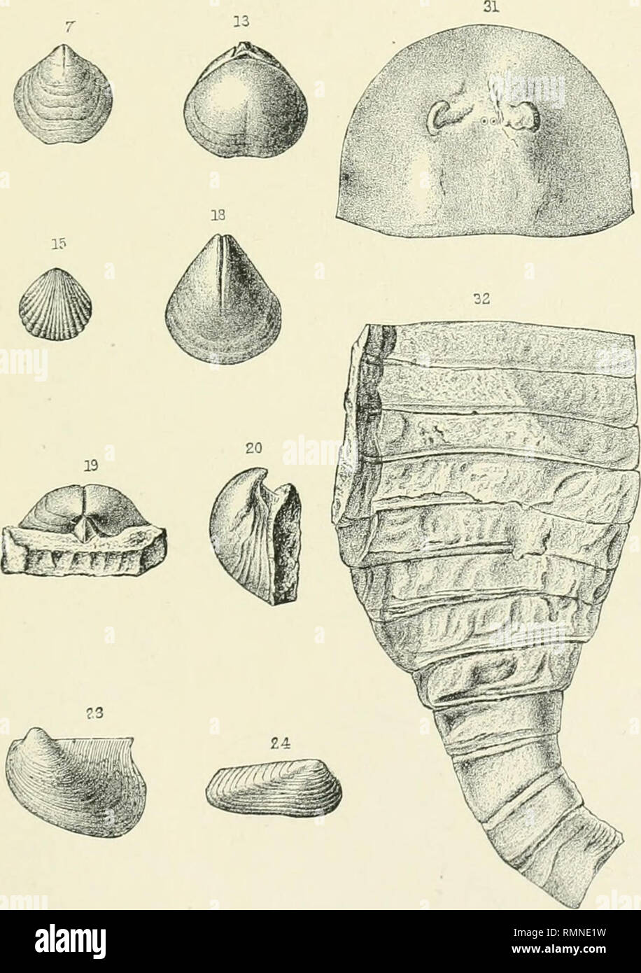 . Annalen der New Yorker Akademie der Wissenschaften. Wissenschaft; Wissenschaft - New York (State). 27. 22 17 21. Bitte beachten Sie, dass diese Bilder sind von der gescannten Seite Bilder, die digital für die Lesbarkeit verbessert haben mögen - Färbung und Aussehen dieser Abbildungen können nicht perfekt dem Original ähneln. extrahiert. New York Akademie der Wissenschaften; Casey, Thos. L. (Thomas Lincoln), 1857-1925; Van Ingen, Gilbert, 1869 -; Arm, Charles Lane, 1866; Hovey, Edmund Otis, 1862-1924; Tower, Ralph W. (Ralph Winfred), 1870-1926. New York, New York Akademie der Wissenschaften Stockfoto