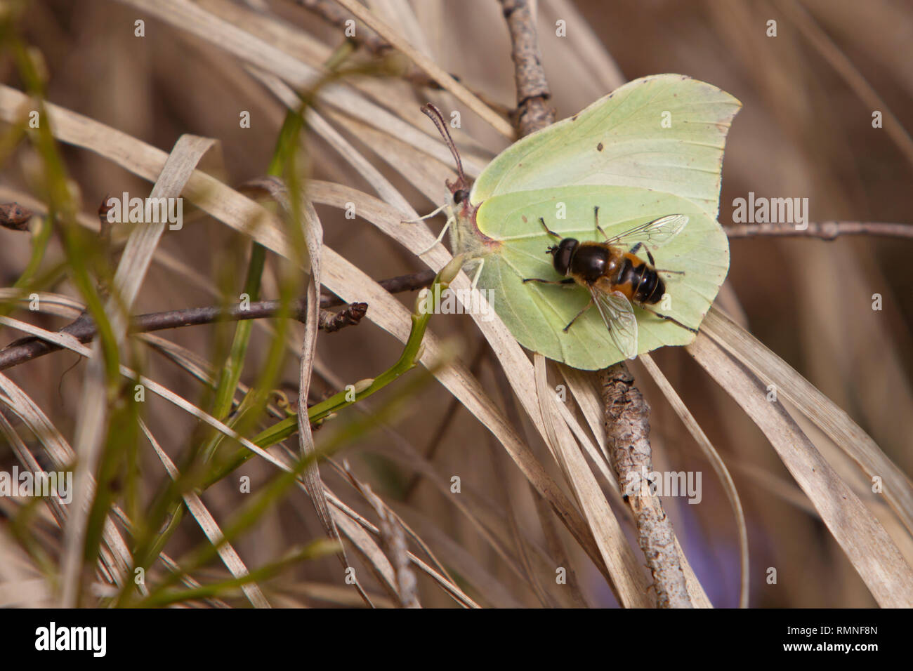 Biene und Schmetterling Stockfoto