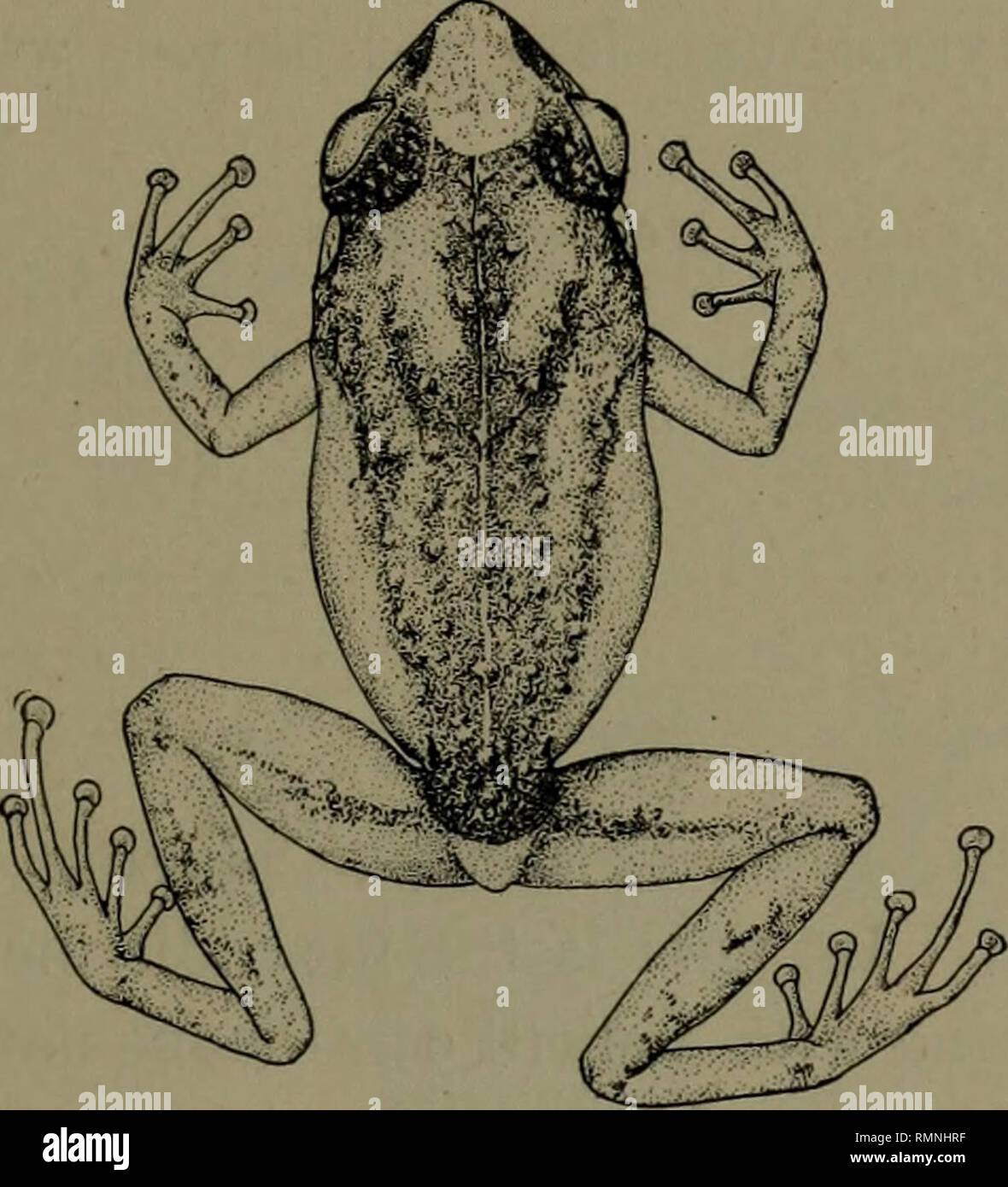 . Annalen der New Yorker Akademie der Wissenschaften. Wissenschaft. SCHMIDT, die HERPETOLOGIE VON PORTO RTCO 175 vomerine Zähne in zwei schräge Serie, hinter und innerhalb der choanae; Zehen frei; digitale Datenträger gut entwickelt; tibiotarsal Artikulation erreichen der hinteren Grenze des Auges; heels Überlappungen bei der Beine im rechten Winkel zum Körper gesetzt sind; Haut rugose oben, mit verstreuten runde Tuberkel, vor allem auf dem Augenlid; Venter glatt; Innenseite der Oberschenkel fein rugose. Angebot nur von der Typuslokalität bekannt.. Abb. 4.-Eleutherodactylus locustus, neue Arten A. M. N.H. Nr. 10240, typ. Zweimal Stockfoto