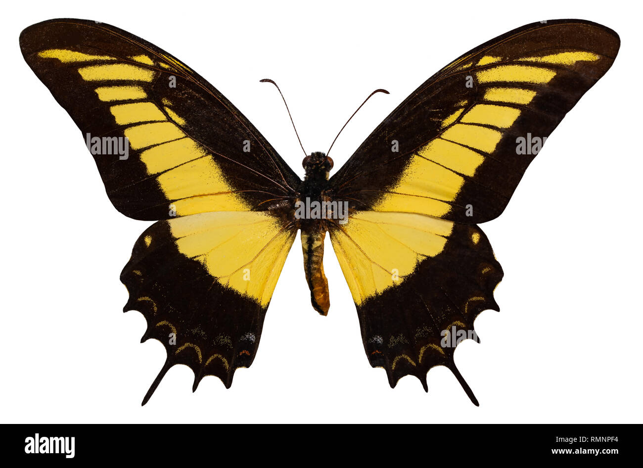 Farbe Schmetterling, auf weißem Hintergrund. PAPILIO ANDROGEOS. Stockfoto