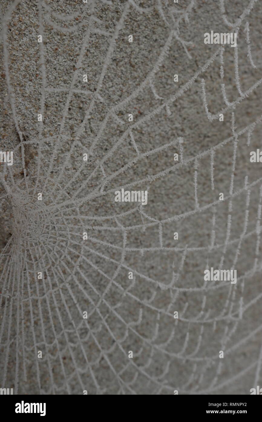 Spinnennetz bei Frost Stockfoto