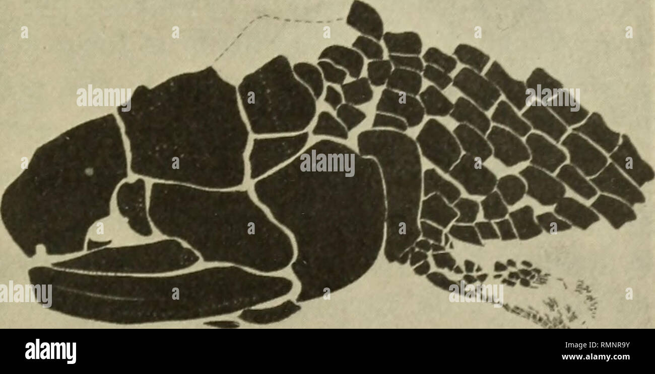 Osteolepis Fotos und Bildmaterial in hoher Auflösung Alamy