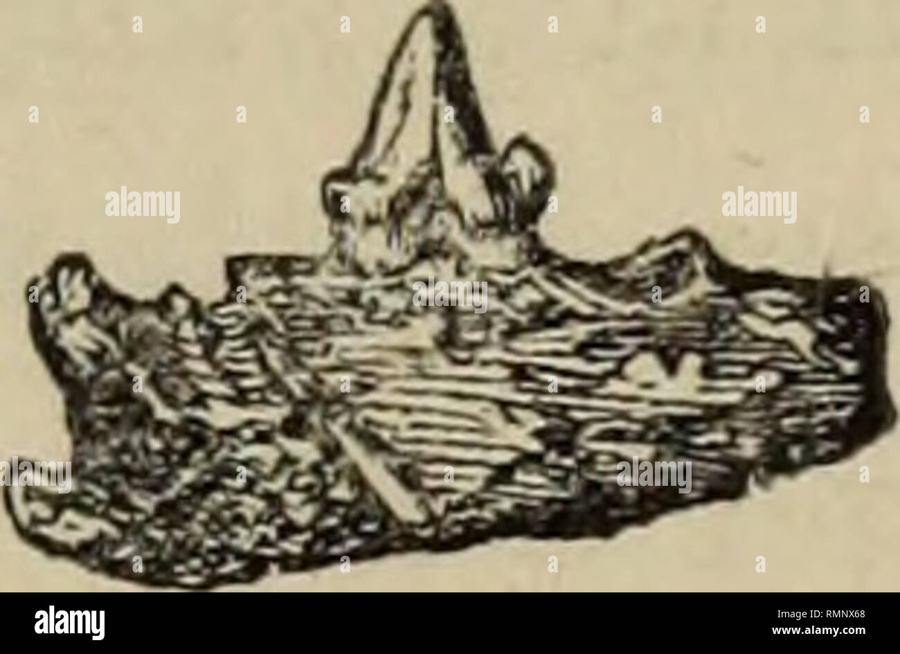 . Annalen der Naturgeschichte. Natural History; Botanik; Zoologie; Geologie. Bei Kyson in Siiffolk gefunden, 193 zu den entsprechenden Teil der Opossums wie die Erwartung, dass weitere Entdeckungen können die Differenzen genannten lediglich spezifische Erweisen zu rechtfertigen. Die Krone der unechten Molaren der Plazenta Feras, die die gleiche Form wie die fossilen^, sind dicker von der Seite im Verhältnis zu ihrer Breite zu Seite; die Unechte molaren Der dasyurus Thylacinus und Phascogale unterscheiden sich in der Art und Weise, wie aus den fossilen. Es ist in der beuteltier Gattungen und Perameles Didelphys, Stockfoto