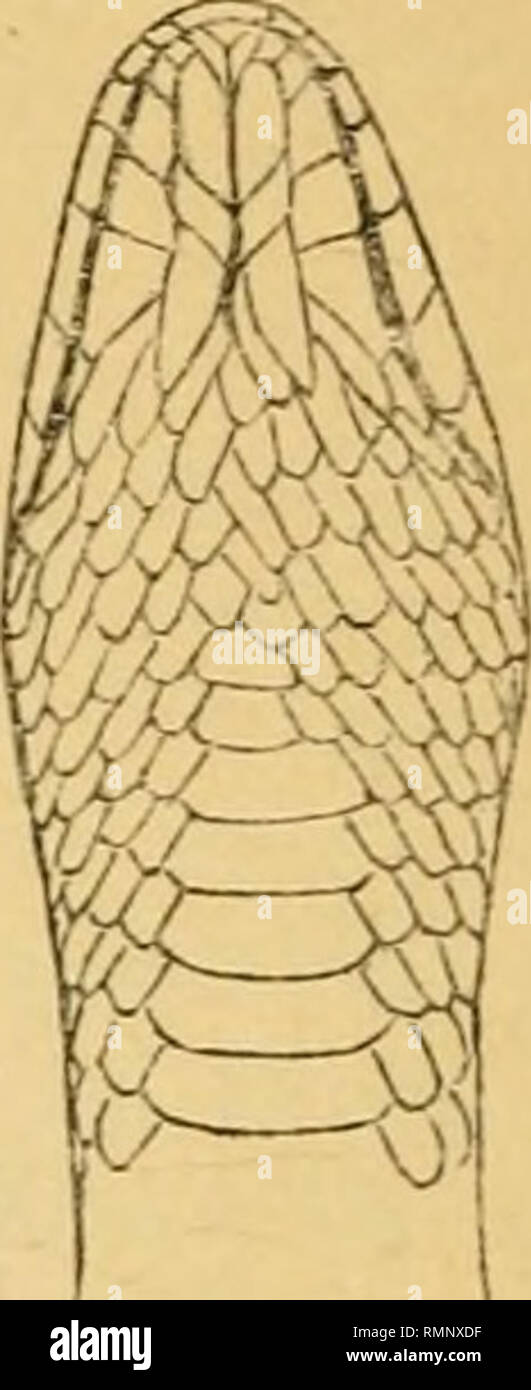 . Die Annalen und Magazin der Naturgeschichte, Zoologie, Botanik und Geologie. Natural History; Zoologie; Botanik; Geologie. Helicops modestus. Der Präfrontalen; vertikale Bügelfalte, mit dem seitlichen Ränder leicht konvergente vorher; occipitals Bügelfalte, dreimal so lang wie breit. Das nasenloch ist auf der oberen Seite der Kopf, kleine, am Ende einer Nut, die unvollständig teilt eine quadran - linienverkehr Schirm in einen vorderen und hinteren Teil. Loreal Schild groß, die den zentralen Teil der antorbital; die oberen und unteren Enden der Ant-Orbitale sind breiter als die Mitte, die OVERLAPP Stockfoto