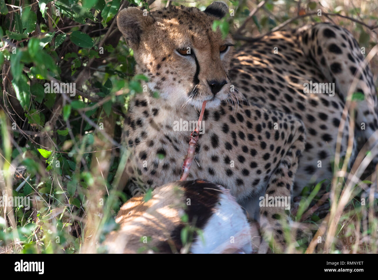 Portrait von großen cheetah mit Beute. Die Masai Mara, Kenia Stockfoto