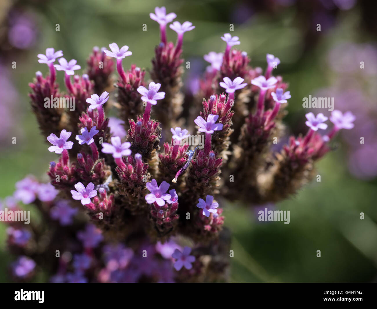 Eisenkraut mit lila Blüten Stockfoto