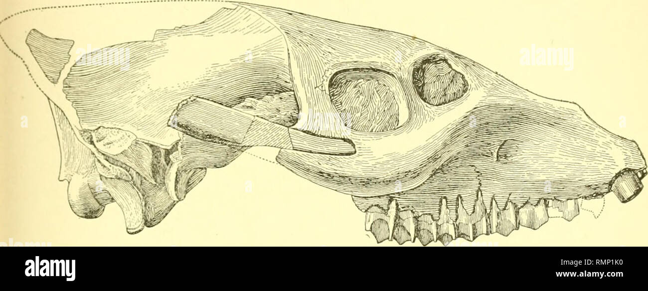 . Annalen des Carnegie Museum. Carnegie Museum; Carnegie Museum of Natural History; Natural History. Douglass: Vertkurates aus Montana Tertiär. 177 Nicht zu positiv über prelachrynial vacuities sein, aber wenn nicht, es gab sicherlich prelachrynial Gruben. Auf der einen Seite gibt es einen großen runden Raum anterior zu den Bahnen, die hat keine Knochen und den umgebenden Knochen, im Teil, scheint ungebrochen. Der Schädel ist ein wenig länger als die von Mesoreodon chelonyx Scott. Die nasals verloren. Die malomaxillary Grat hoch ist, sehr konvex, erstreckt sich nach oben, als auch nach vorn, das Sterben in der Nähe von t Stockfoto