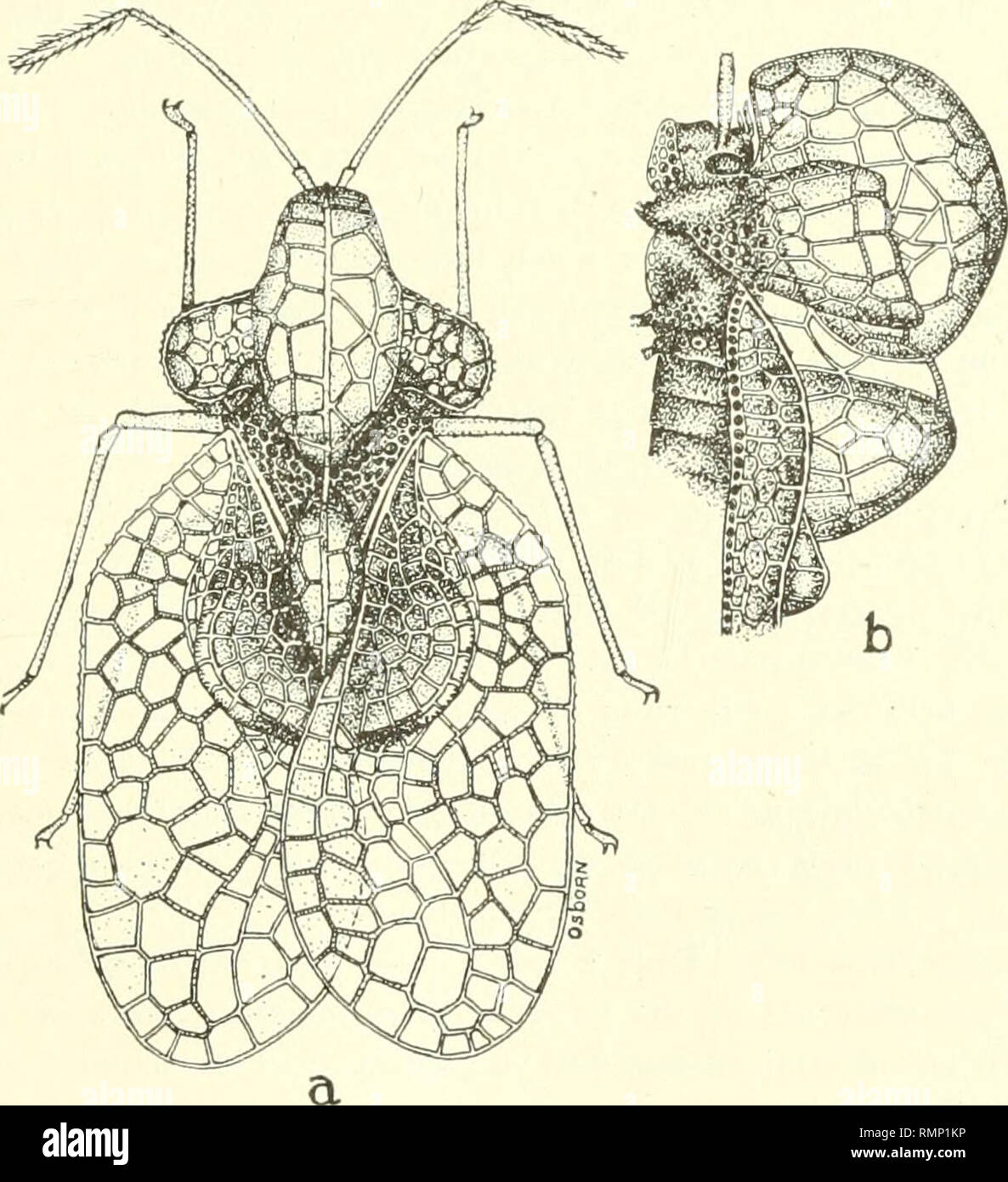 . Annalen des Carnegie Museum. Carnegie Museum; Carnegie Museum of Natural History; Natural History. Drake: Die Gattung Dicysta Meister. 271 2. Dicysta hoUandi n. sp. (Abb. i, a und h.) allgemein fazies und die Form der Flügeldecken, sehr eng mit D. vitrea, aber leicht von den Strukturen in den wichtigsten erwähnt unterscheidbar, die Größe der Haube, und die Form der überhöhten Teil des mittleren Carina. Länge 2,92 mm; Breite 1,7 mm. Kopf mit drei frontal Stacheln, die Spitzen der Letzteren nicht ganz in der Mitte des Ersten antennal Segment. Antennse lang und schlank, das dritte Segment sl Stockfoto