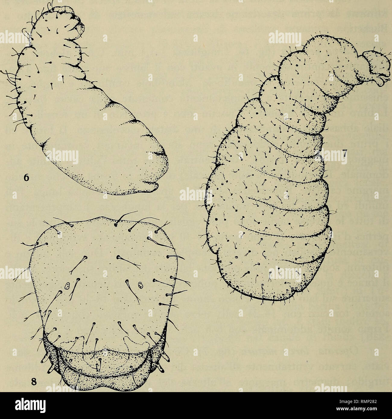 . Annali del Museo Civico di Storia Naturale Giacomo Doria. Natural History. 420 C. BARONI URBANI sempre più apicale, Tanto da ricordare ich noti Peli ancoriformi che Sono peraltro costantemente assenti in A. splendida kommen in tutte le specie di Stenamma Aphaenogaster finora Hinweis ed (Wheeler e Wheeler, 1953). Le setole zweiseitigen all'apice, infatti, presentano Sempre lo Stelo esile e. Abb. 6 - Aphaenogaster splendida Roger, Larve neonata dell'operaia. Abb. 7 - Aphaenogaster splendida Roger, Larve matura dell'operaia. Abb. 8-Aphaenogaster splendida Roger, Capo della Larve matura dell'operaia in Stockfoto