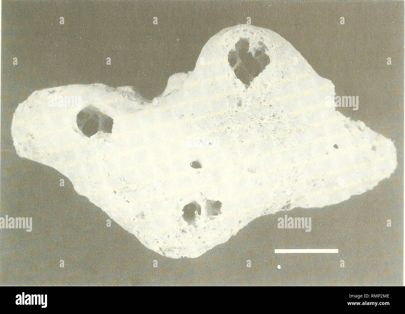 . Annali del Museo Civico di Storia Naturale Giacomo Doria. Natural History. Schwämme aus Ostafrika 321 Abb. 57 - Spicules des Kelchs nyaliensis sp. n. Maßstab: 50 im.. Abb. 58 - Kelch nyaliensis sp. n., der holotypus. Maßstab: 1 cm. Das Muster besteht aus Lobate eminenzen Lager an ihrer Spitze eine oscule 5 bis 7 mm breit. Die Farbe im Leben, nicht uniform, war grünlich bis bläulich (C. c. 424 bis 589). Die Probe, der jetzt trocken, ist cremefarben, Kompressiblen und zerbrechlich. Die ectosomal Skelett, nicht teilbar, ist eine sehr feine tangentialen reticulation Einzelner oxeas trat ihre apices. Die choanosomal skele Stockfoto