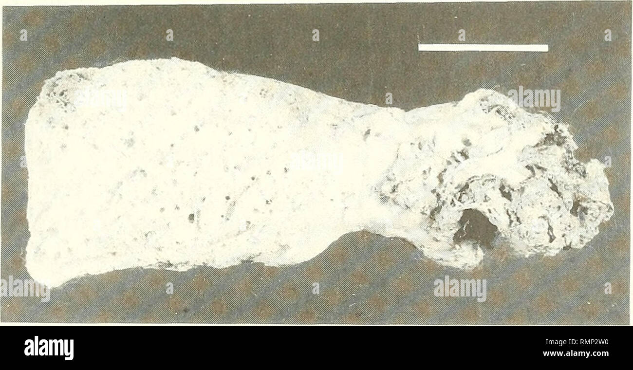 . Annali del Museo Civico di Storia Naturale Giacomo Doria. Natural History. Schwämme aus Ostafrika 315 Abb. 48 - Spicules der Informis Xestospongia sp. n. Maßstab: 100 | J.m. cy ist hart und brüchig. Die ectosome ist klar und leicht trennbar. Es besteht aus einem tangentialen Reticulation von intercrossing Single spicules, mit einige unregelmäßige Flächen eine bis vier spicules Dick. Die choanosomal Skelett ist ein netzmuster von plurispicular Traktate 50-100 | im dicken bilden unregelmäßige Maschen380-530 Firn. Dies ist ziemlich verwirrt, da die spicules unregelmäßig in die Flächen angeordnet sind. Die spicules sind Stockfoto