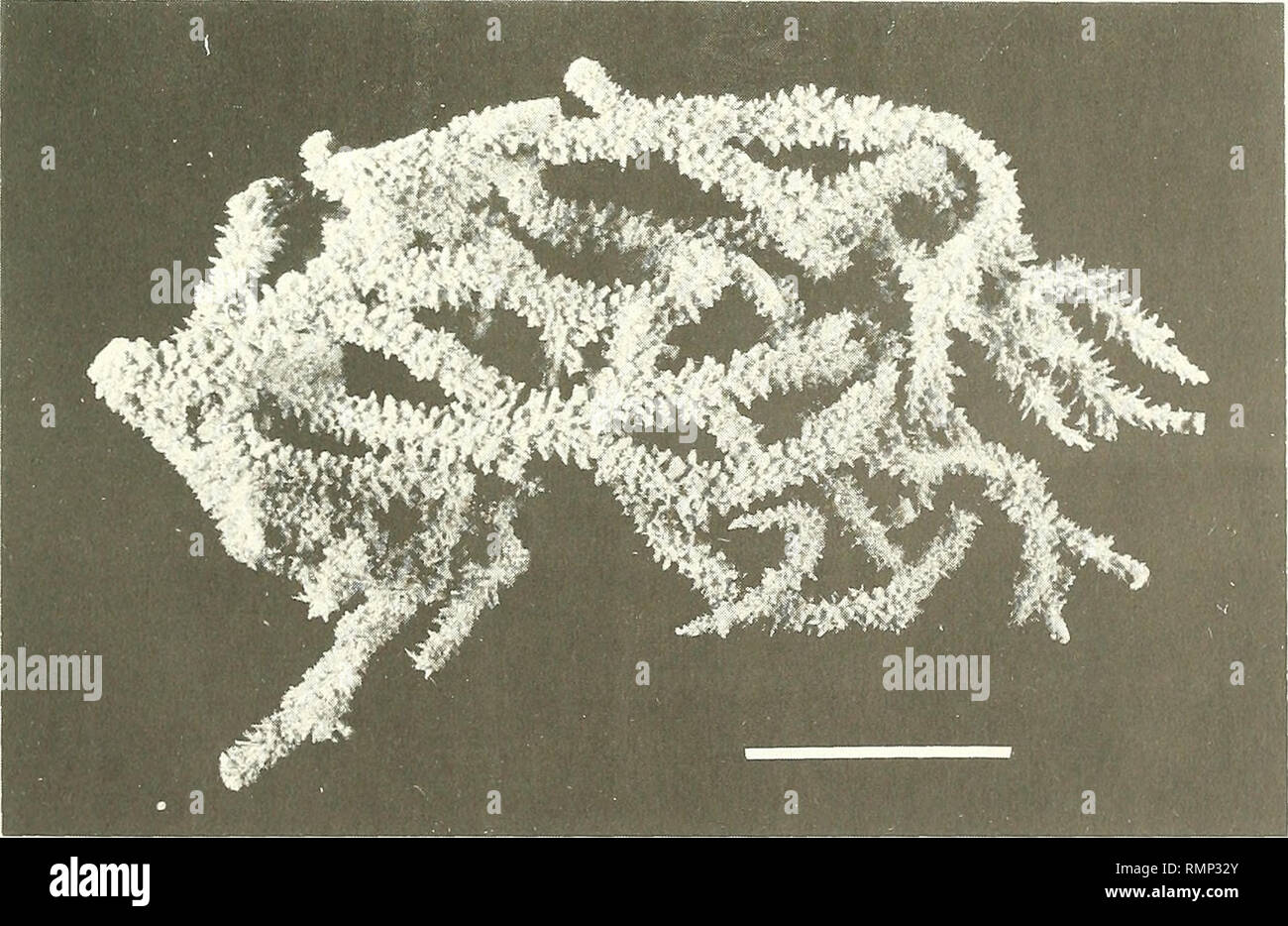 . Annali del Museo Civico di Storia Naturale Giacomo Doria. Natural History. Schwämme aus Ostafrika 311 Echinodictyum jousseaumei Topsent (Abb. 42) Echinodictyum jousseaumei Topsent, 1892: 24 Vorkommen: Nord Kenia Banken (02° 26,3 - 40°53'E), Tiefe 70 m, Bagger, 19. Januar 1973. R.N. KEN.112. Ausgehend von einem kurzen, schmalen Stiel, der Schwamm, 13cm hoch, besteht aus einem Wust von Niederlassungen eine eher gleichmäßige Dicke von ca. 5 mm. Die Enden der Fasern bilden sich an der Oberfläche dick-set Projektionen über 1,5 mm hoch. Die spicules sind 1) Oxeas messen 230-470 x 9-14 Jim. 2) Acant Stockfoto