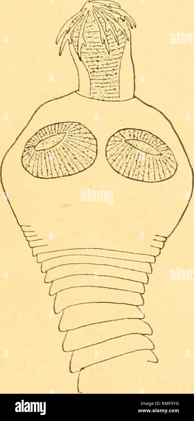 . Die Annalen und Magazin der Naturgeschichte, Zoologie, Botanik und Geologie. Natural History; Zoologie; Botanik; Geologie. Entozoa vom Vertraeglich Küste. 509 Es ist zwar leicht von M., macracanthum Fuhrm unterschieden., durch die viel kleinere Größe der Haken. Diese beiden Arten kommen in eng verbundenen Hosts. MonopyUdium stercorarium, sp. n. (Abbn. 5-7.) Host: Eulen pomarinus (pomatorhine skua). Yu - kanski, 22. vi. 1917. Dies ist eine vergleichsweise kurze Wurm, 2*5-3 cm. lang. Die maximale Breite beträgt ca. 0 * 8 mm. (In der Nähe der hinteren Ende). Die Anzahl der Segmente ist eher klein (Abo Stockfoto