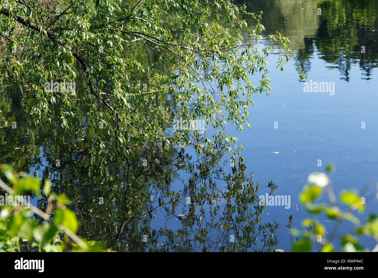 Natürliche Gewässer. Teich mit Spiegelungen der Bäume und den Himmel in ruhigem Wasser Oberfläche. Schönen sonnigen Garten, wo grüne Bäume auf einem reflektiert werden Stockfoto
