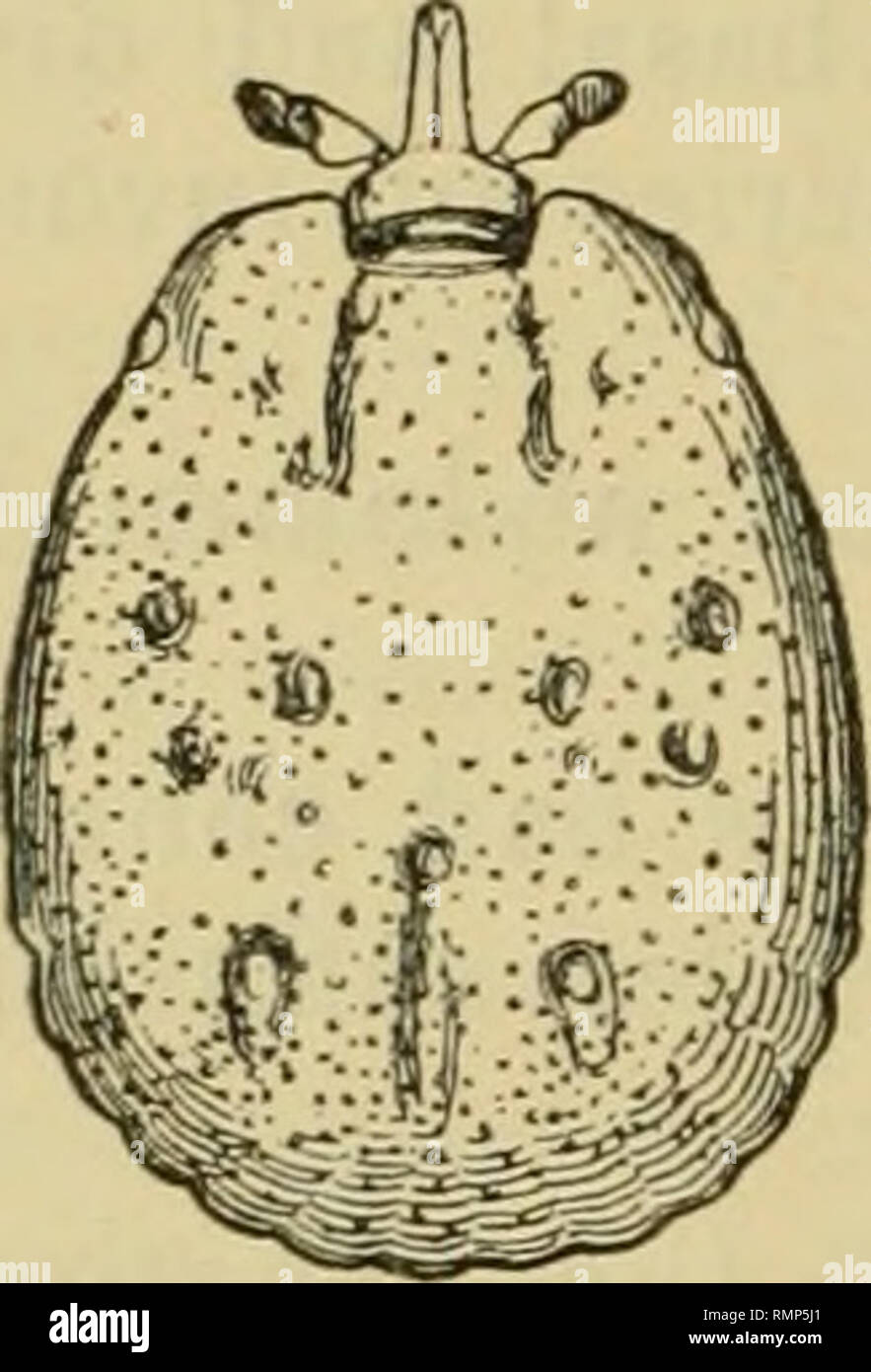 . Die Annalen und Magazin der Naturgeschichte, Zoologie, Botanik und Geologie. Natural History; Zoologie; Botanik; Geologie. 300 Herr S. und Dr. L. F. Hirst auf Eindruck ein paar ähnliche Eindrücke vorhanden ist. Postero-mittlere Nut lang, gerade, und nicht sehr tief; vorher ist es fast Konfluent mit einer kleinen, aber ziemlich tief kreisförmige Grube. Postero-laterale tiefe Nuten am vorderen Ende, ziemlich langer und breiter als der postero-Median. Punktionen zahlreiche, kleine und meist subequal in der Größe; auf den Seiten, aber Sie sind ein bisschen größer als anderswo. Augen bleich und sehr leicht konvex Stockfoto