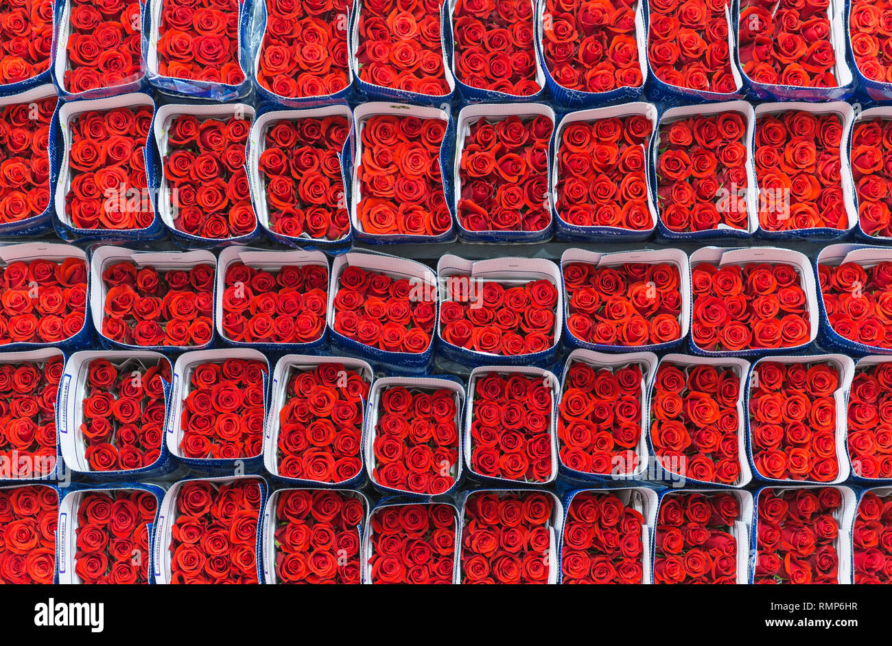 Rote Rosen verpackt und bereit für den Export in der Region Tabacundo und Cayambe, nördlich von Quito, Ecuador. Stockfoto