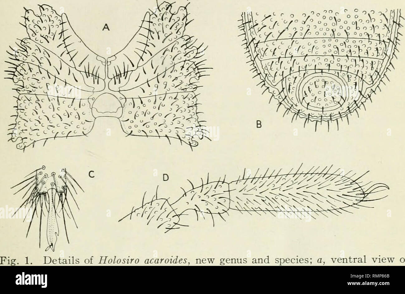 . Annalen. Entomologie. 1923] Ewing: Holosiro ein Auto Adjutanten 389 anterior Marc^ in der oberen Lungenlappen coxa II für die meisten seiner Länge, fast gerade. Coxa ich den richtigen ist Keil - intern geprägt. Maxillaris Ohrläppchen coxa II etwas Komma-Form, mit dem Schwanz des Komma geschwollen auf der Innenseite. Coxa II richtige ein langes Band von Chitin mit fast parallelen Seiten. Coxa III über Solange II aber etwas keilförmig. Coxa IV voll und halb so breit wie lang. Genitale Eröffnung gewölbten vor und teilweise hinter durch eine Projektion Marge von chitin abgedeckt. Jede coxa hat mehrere Setae; maxillaris Ohrläppchen coxa I w Stockfoto