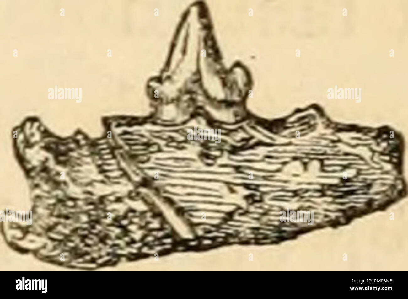 . Annalen der Naturgeschichte. Natural History; Pflanzen. Bei Kyson in Suffolk gefunden. 193 zu den entsprechenden Teil der Opossums wie die Erwartung, dass weitere Entdeckungen können die Differenzen genannten lediglich spezifische Erweisen zu rechtfertigen. Die Krone der unechten Molaren der Plazenta Die Ferae die gleiche Form wie die fossilen vorhanden,, sind dicker von der Seite im Verhältnis zu ihrer Breite zu Seite; die Unechte molaren Der dasyurus Thylacinus und Phascogale unterscheiden sich in der Art und Weise, wie aus den fossilen. Es ist in der beuteltier Gattungen und Perameles Didelphys, dass die falschen Molaren p Stockfoto