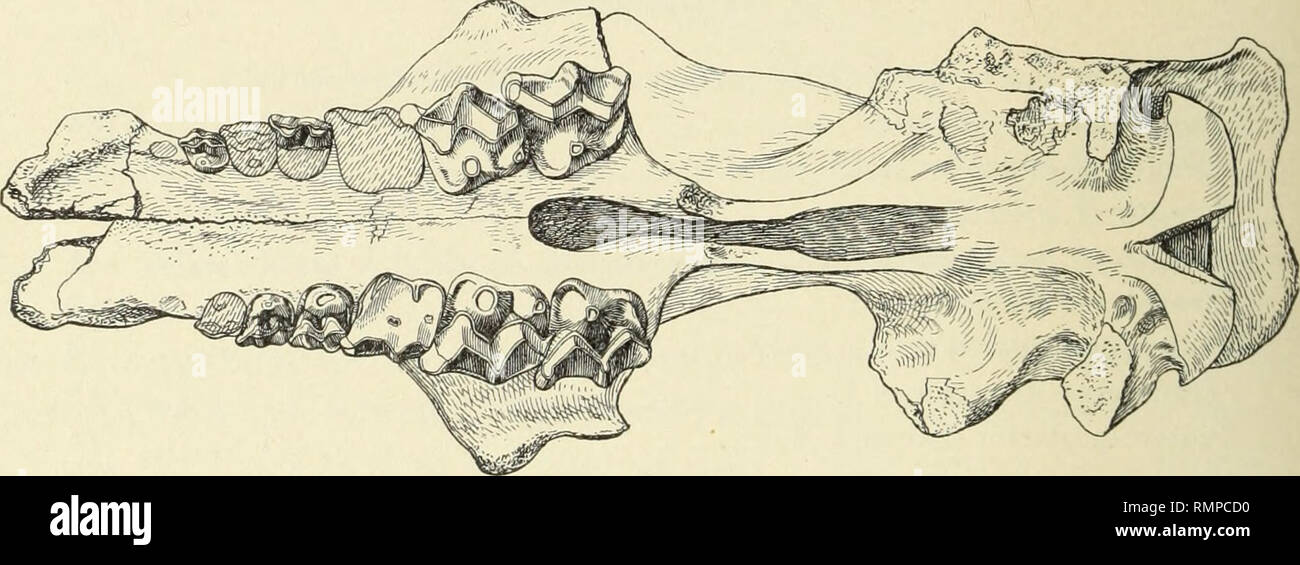 . Annalen des Carnegie Museum. Carnegie Museum; Carnegie Museum of Natural History; Natural History. 310 Annalen des Carnegie Museum. Mm. Quer Durchmesser von M-2-. 53 Anteroposteriore Durchmesser von M^55 quer Durchmesser von M-3 - 56 antero-posterior diamerer von M1 51 Breite des Gaumens zwischen den Eckzähnen? 68 Breite des Gaumens zwischen der ersten Prämolaren 54 Breite des Gaumens zwischen letzten Molaren 83 Dolichorhinus heterodon sp. nov. (Platte XIII, Abb. 3.) (Nr. 2340 Carnegie Museum Katalog der Wirbeltier Fossilien.) vom oberen Teil des Horizont "B" oder unteren Teil des Horizont "C", Sechs oder Sieben Stockfoto