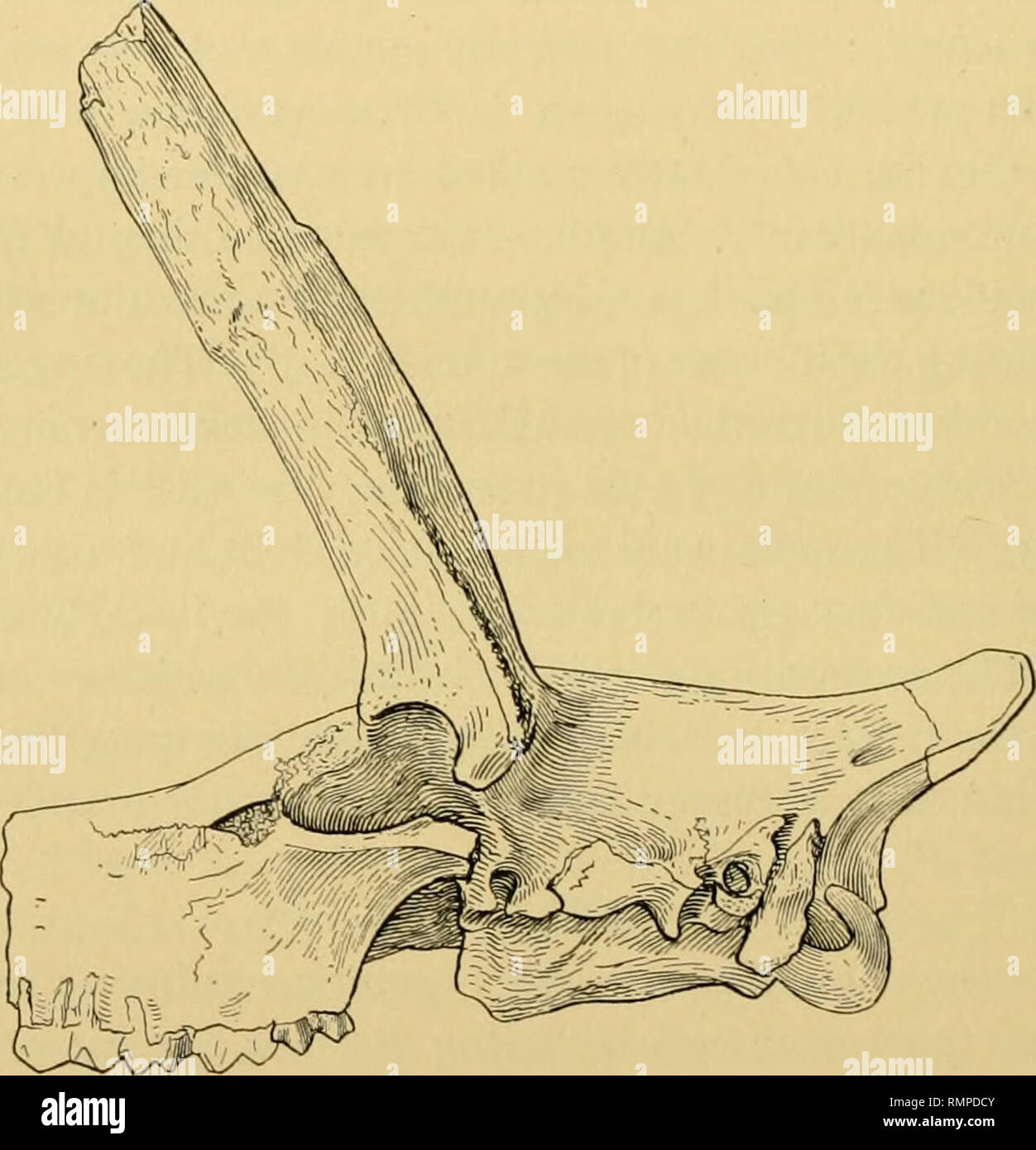 . Annalen des Carnegie Museum. Carnegie Museum; Carnegie Museum of