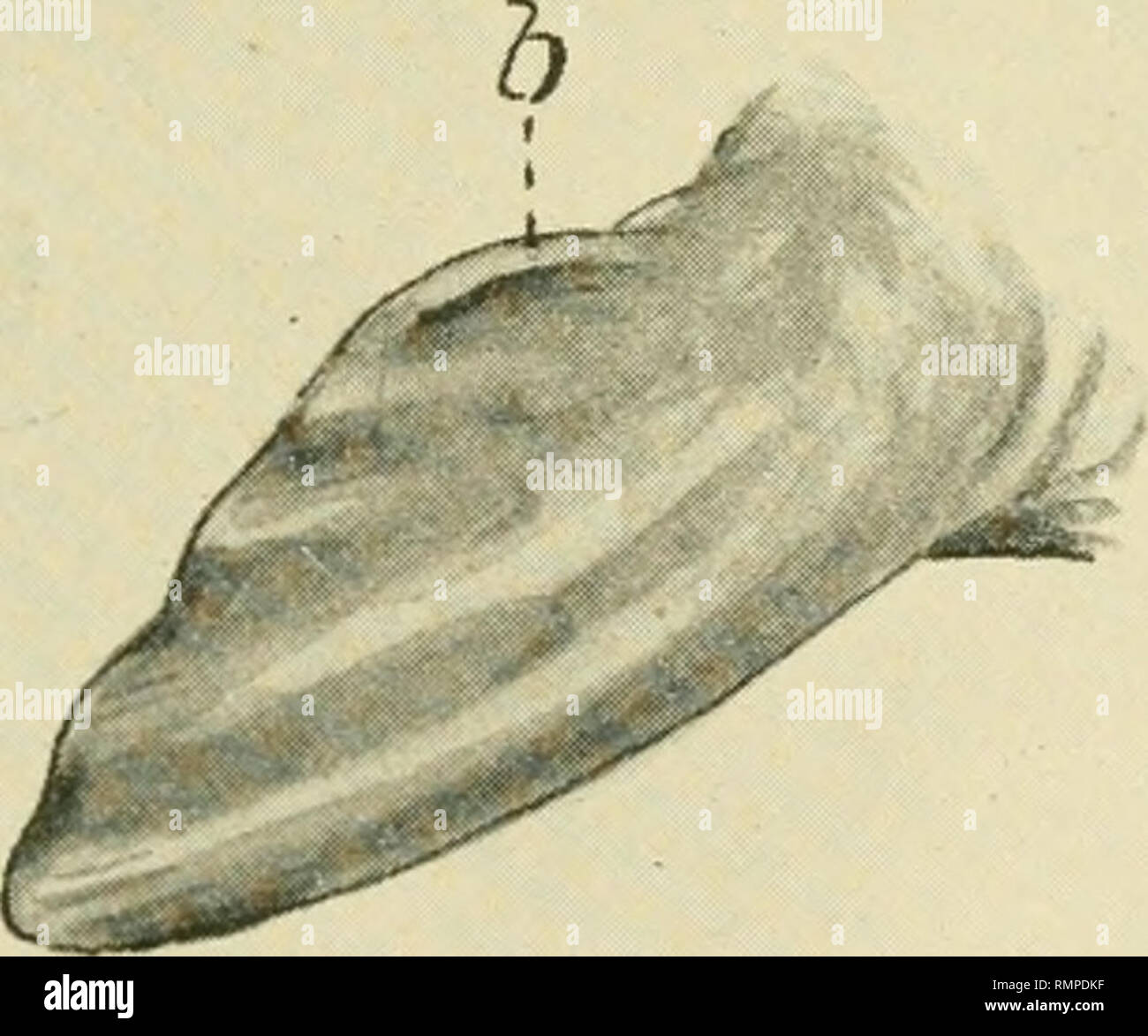 . Annalen der Durban Museum. Natural History; Zoologie; Natural History. B13 Ältere Fcetus. Rechts (B) und linken (A) Brustflossen. Dies zeigt die sliglit Asymmetrie der Beiden. Die Umrisse der Ziffern, mit Ausnahme der kleinen pollex, gesehen werden. Die fünfte längs Falten in der Nähe der Kante b nicht eine Ziffer dar. Kathleen Lander, M.Sc., Lond. Prosector Handeln der Zoologischen Gesellschaft, zusätzliche Messungen, die von Mir selbst prüfen. In der Jüngsten fcetus ich fand die größte Länge der freien Region der vorderen Gliedmaßen bis 12 mm betragen. Bei den rechten Gliedmaßen und 11 im. P Stockfoto