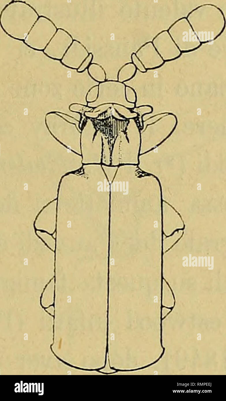 . Annali del Museo Civico di Storia Naturale di Genova. Natural History. COLEOTTERI 299. Penta^ platarthrus Bottegi, n. sp. tutto sugli elitri, che Sono quasi opachi. Capo Il è un poco più Stretto che nel paussoides, La sua fossetta è profonda e Meno meno punteggiatura circoscritta e la più Tenue. Le antenne Sono più Corte e più larghe, assai più larghe alla Basis e l'Ultimo articolo Manca affatto della Lieve sporgenza angolare del margine esterno. Il protorace alla Base é più Largo, i suoi Lati sono quasi Paralleli, il solco Mediano è più Stretto e più pro-fondo e la porzione anteriore sollev Stockfoto