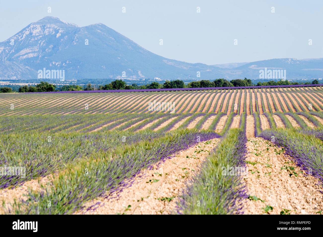 Lavendel Ernte in der Provence Stockfoto