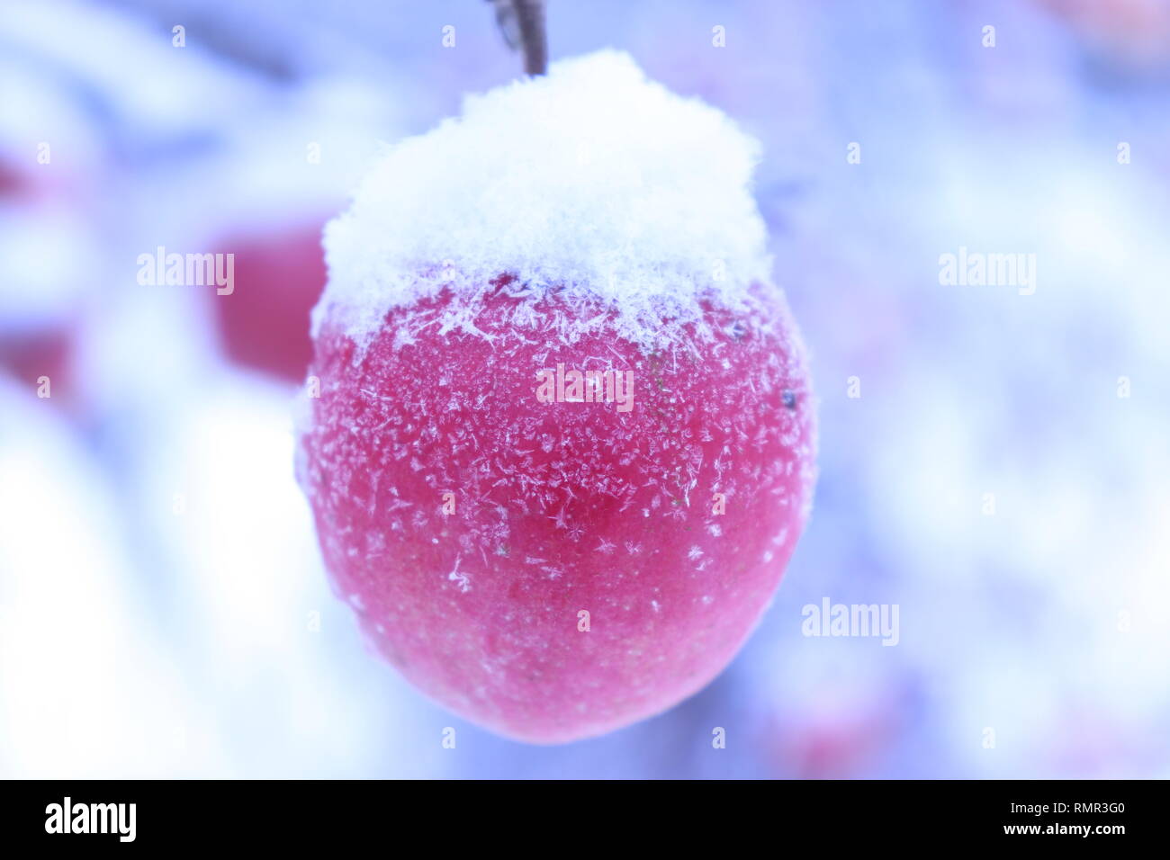 Frozen Apple im Schnee hängen von einem Apfelbaum abgedeckt Stockfoto