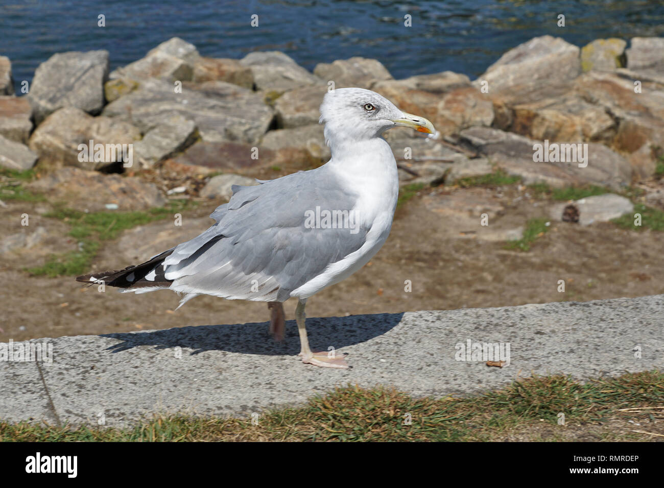 Möwe in Porto/Portugal Stockfoto