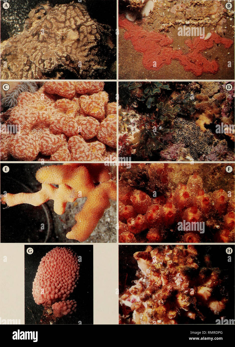 . Annalen der South African Museum = Annale van sterben SuidAfrikaanse