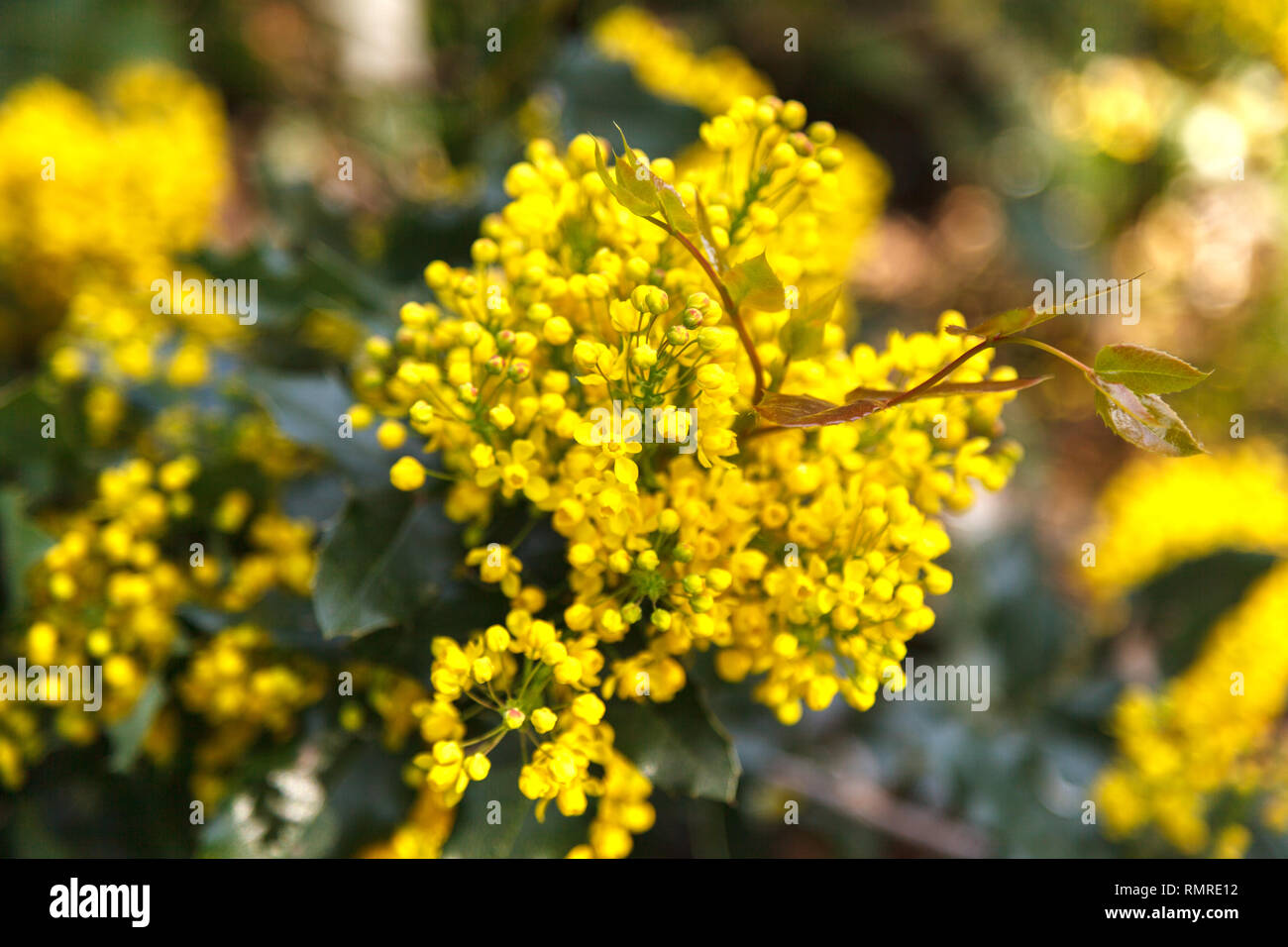 Aquifolium Ahonia Mahonie Mahonia Aquifolium Blumen Im Fruhling