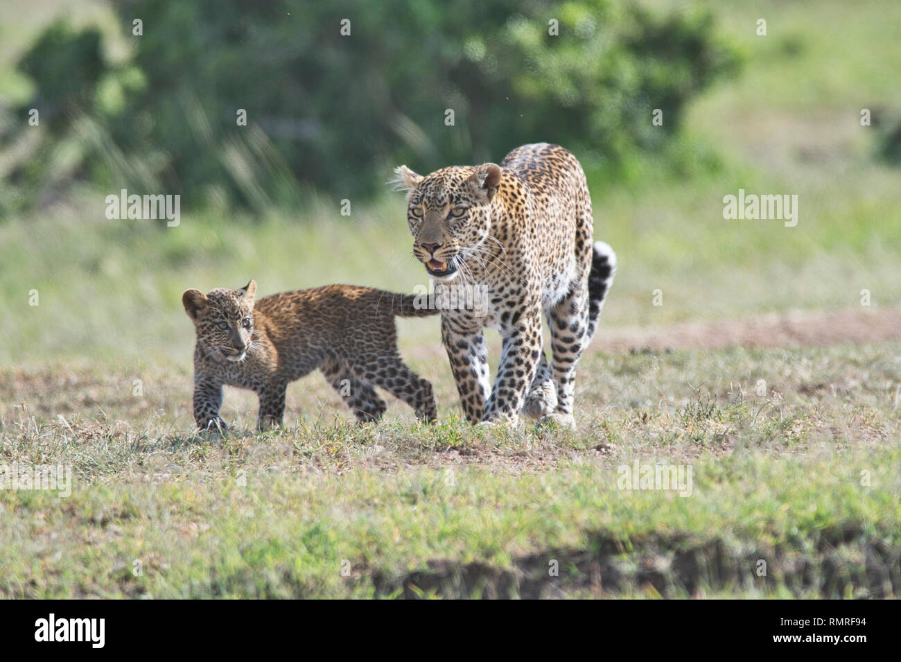 Leopard (Panthera pardus). Dies ist die Weibliche bekannt als Bild und ihr Junges, die etwa drei Monate alt ist Stockfoto
