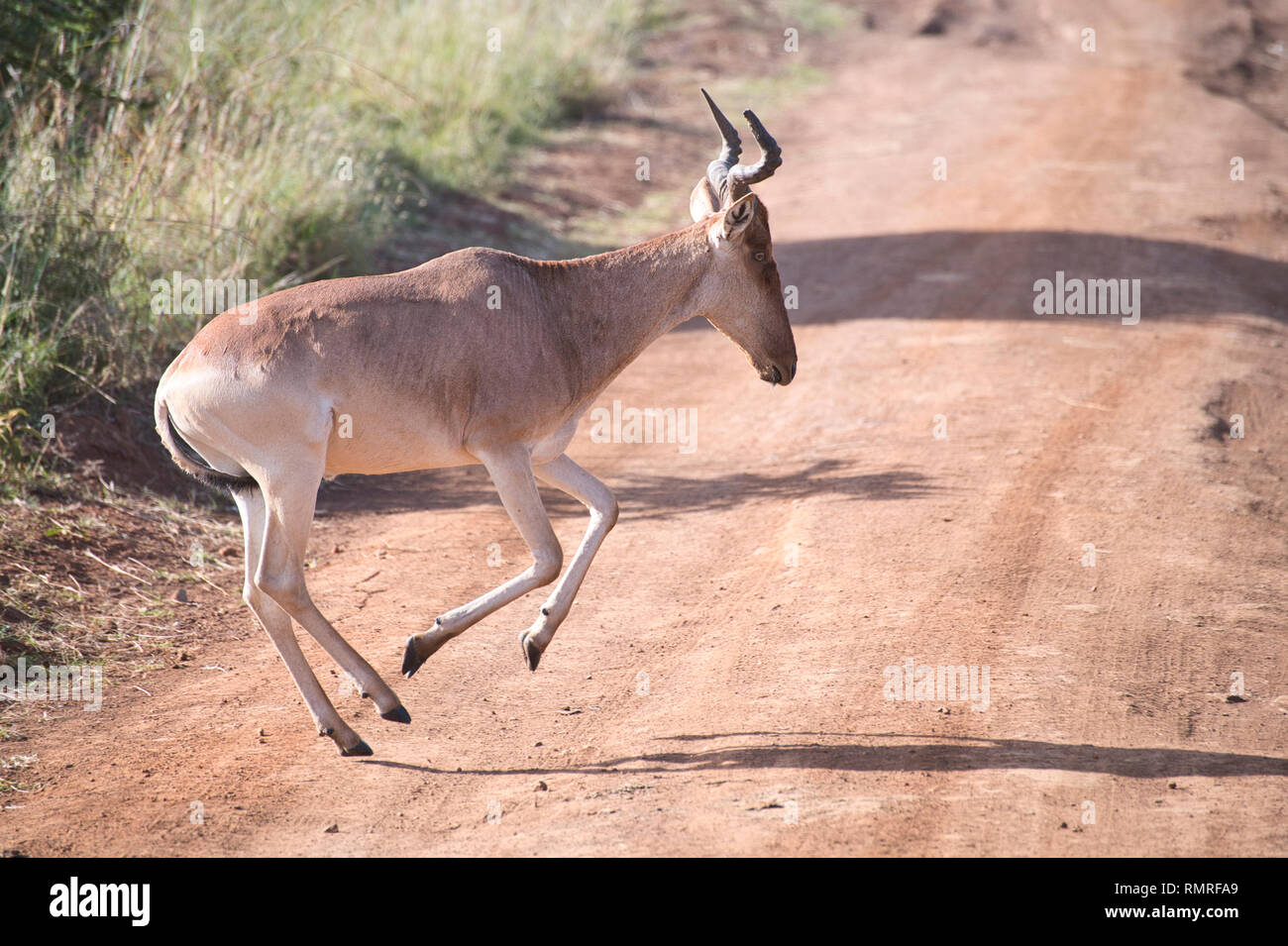 Kongoni oder des Koks hartebeest (Alcelaphus buselaphus), Nairobi National Park, Kenia. Stockfoto