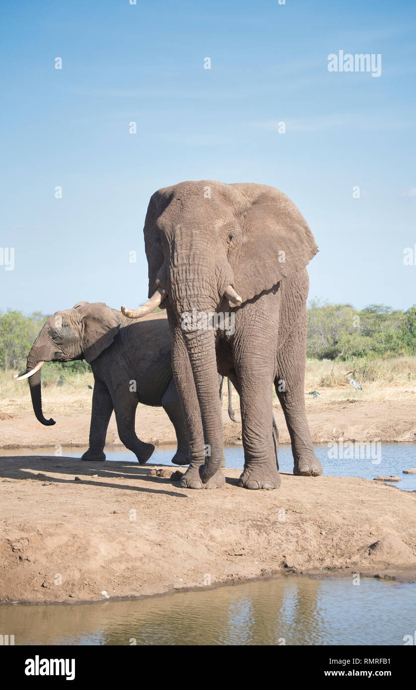 Afrikanischer Elefant (Loxodonta africana) am Wasserloch Stockfoto