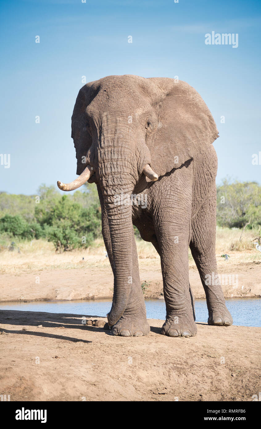 Afrikanischer Elefant (Loxodonta africana) am Wasserloch Stockfoto