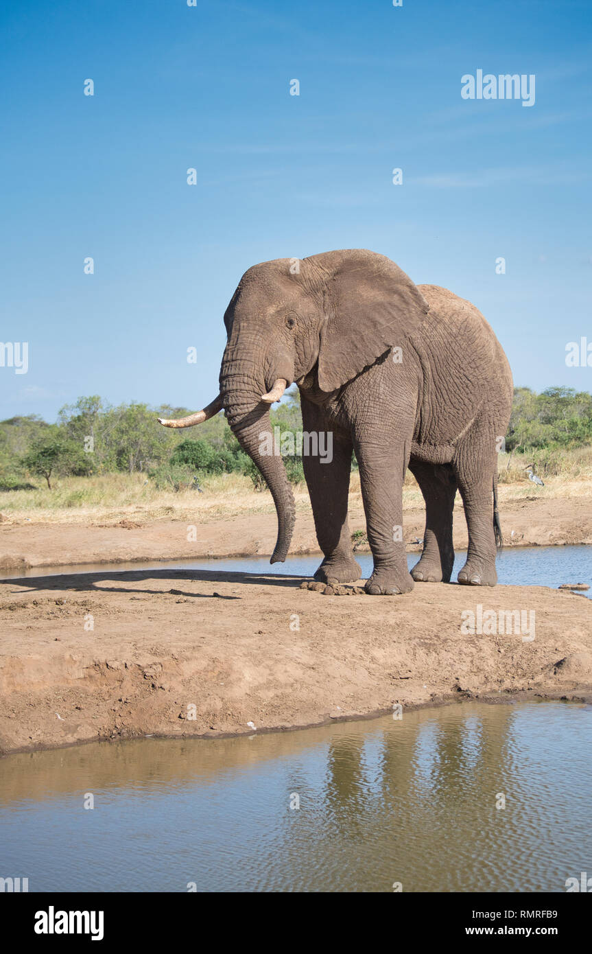 Afrikanischer Elefant (Loxodonta africana) am Wasserloch Stockfoto