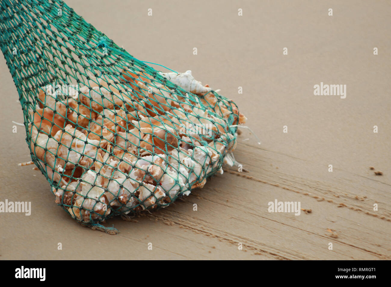 Haufen von Auster in einem Netz am Meer Strand Stockfoto