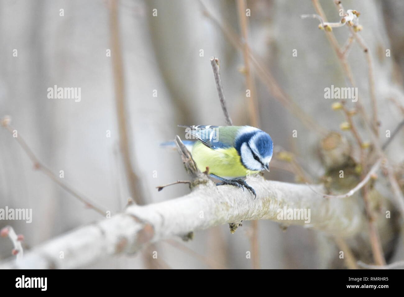 Kleine blaue Vogel in einem Garten in Deutschland. Stockfoto