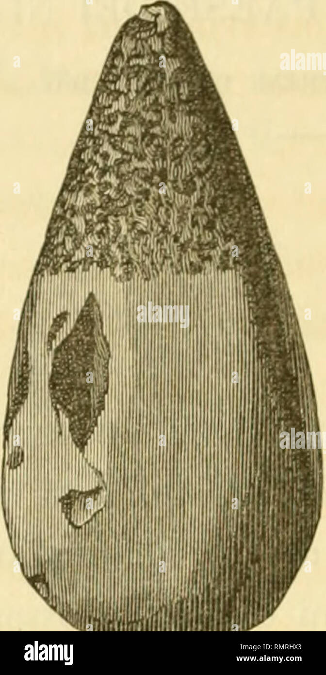. Annali del Museo Civico di Storia Naturale di Genova. Natural History -- Zeitschriften. 488 A. ISSEL Il taglio è Acuto, ma un po'logoro, e Presenta qualche Piccola ammaccatura prodotta probabilmente dal Lungo uso; nella proie-zione apparisce lievemente flessuoso.. Ascia d'ematite Rossa (Metà delle dimens. Nat.) Nei due Terzi prossimi al taglio, lo stromento è levigato, ma, imperfettamente apparisce inquantochè, mentre in qualche Parte terso e Liscio, altrove Presenta asperità piuttosto estese e pro-fonde, dovute ad incavi originariamente esistenti nella Pietra. Le parti liscie nicht lasciano Stockfoto